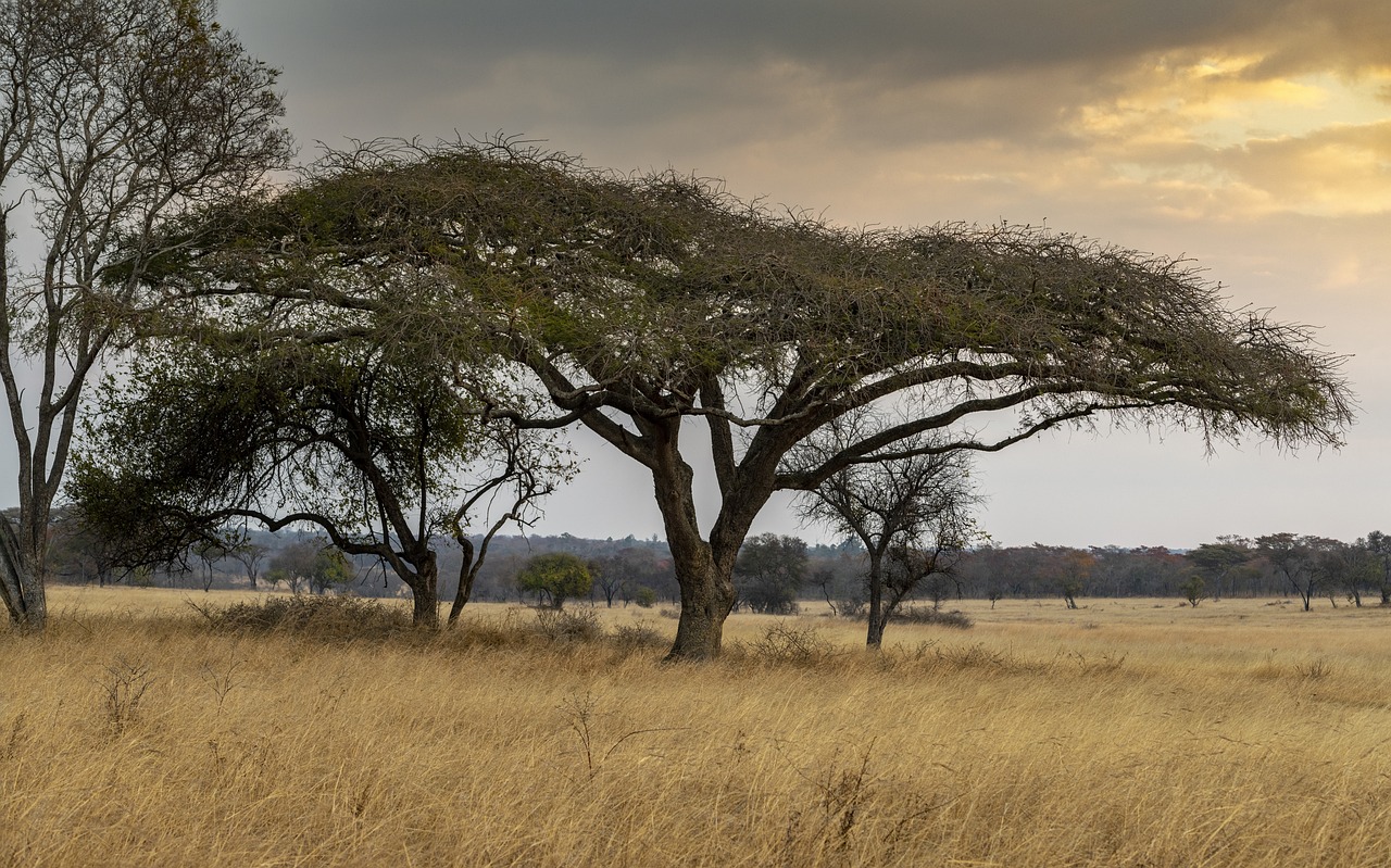 The Enigma of the Great Zimbabwe Ruins